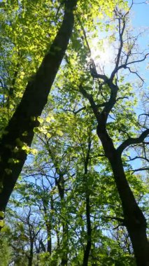 Güneşli bir günde baharda ormanın dikey videosu