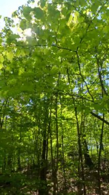 Güneşli bir günde baharda ormanın dikey videosu