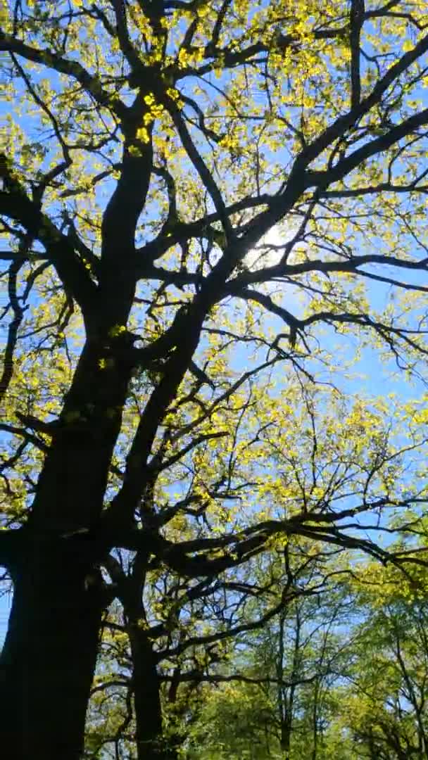 Vídeo vertical del bosque en primavera en un día soleado — Vídeos de Stock