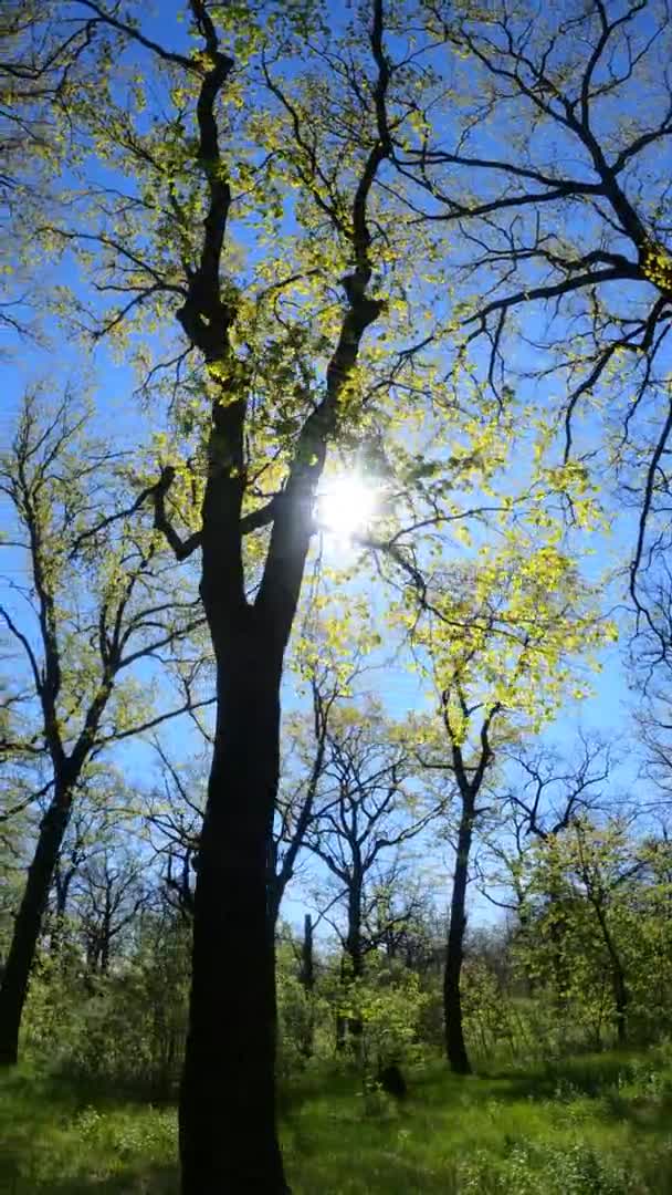 Vertikal video av skogen på våren på en solig dag — Stockvideo