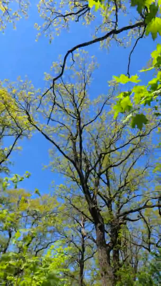 Вертикальне відео лісу навесні в сонячний день — стокове відео