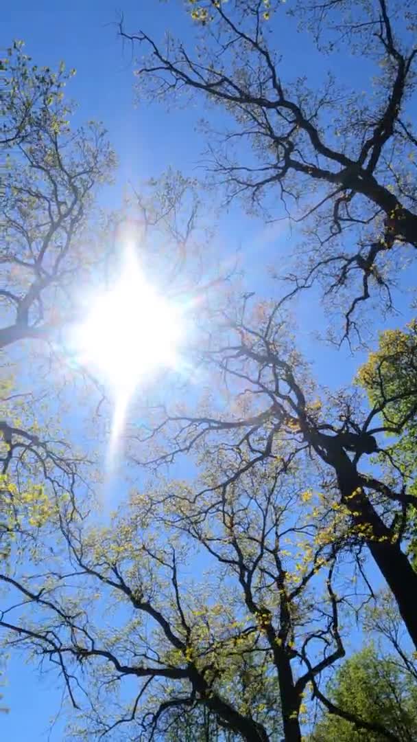 Vertikales Video des Waldes im Frühling an einem sonnigen Tag — Stockvideo