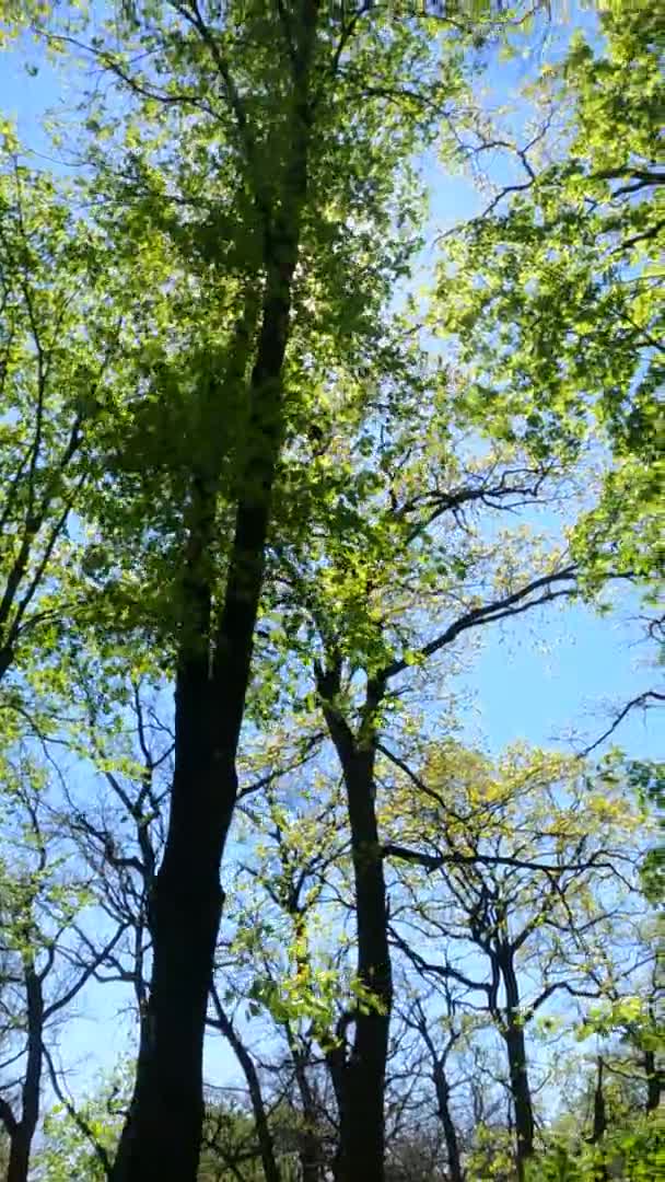 Vertikal video av skogen på våren på en solig dag — Stockvideo