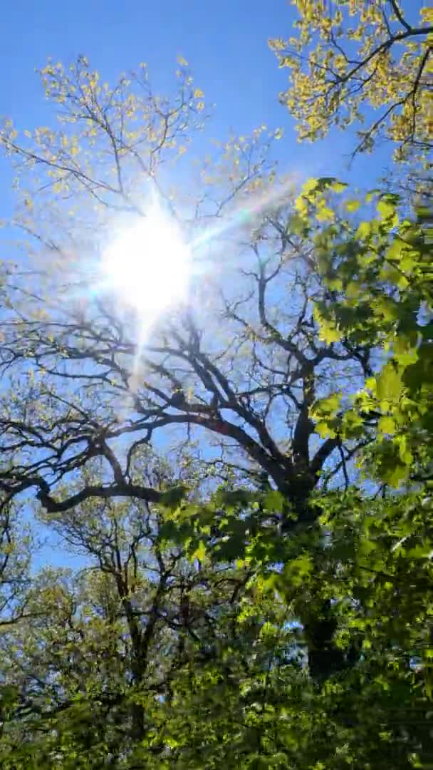 Vertikales Video des Waldes im Frühling an einem sonnigen Tag — Stockvideo