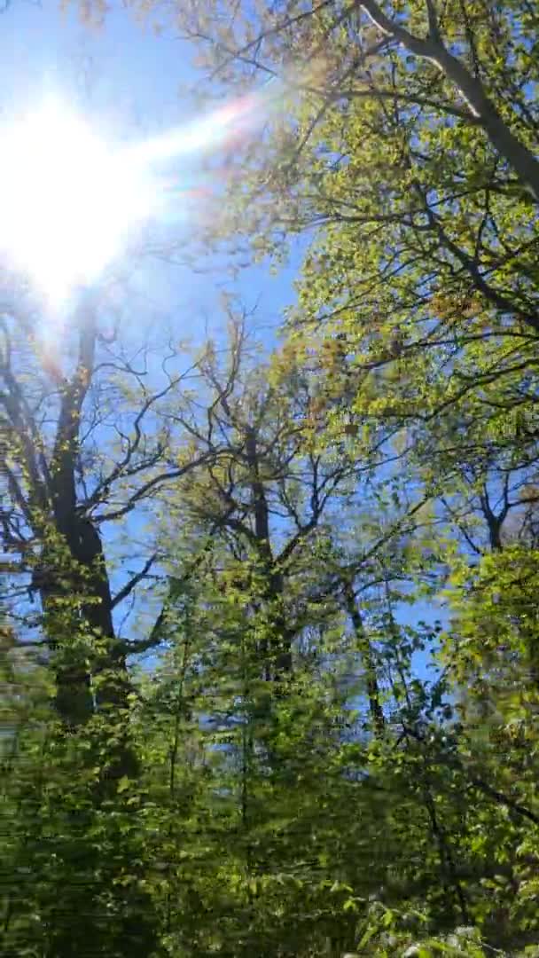 Vídeo vertical da floresta na primavera em um dia ensolarado — Vídeo de Stock