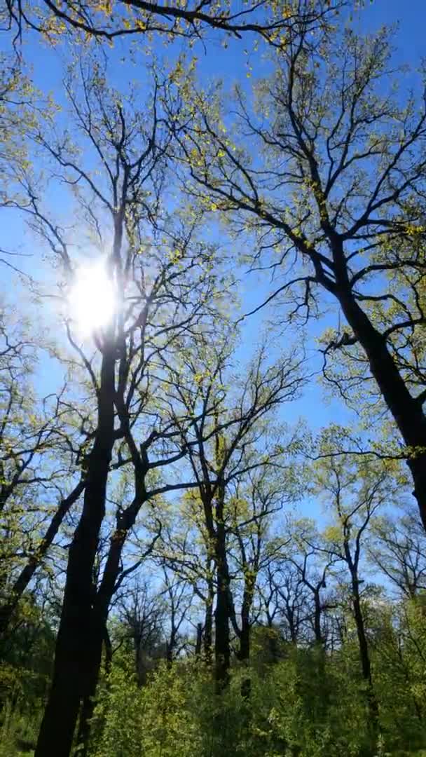 Vídeo vertical del bosque en primavera en un día soleado — Vídeos de Stock