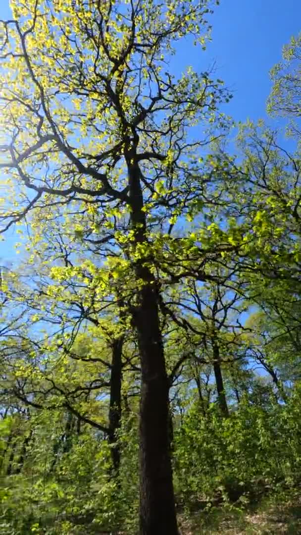 Vertikales Video des Waldes im Frühling an einem sonnigen Tag — Stockvideo