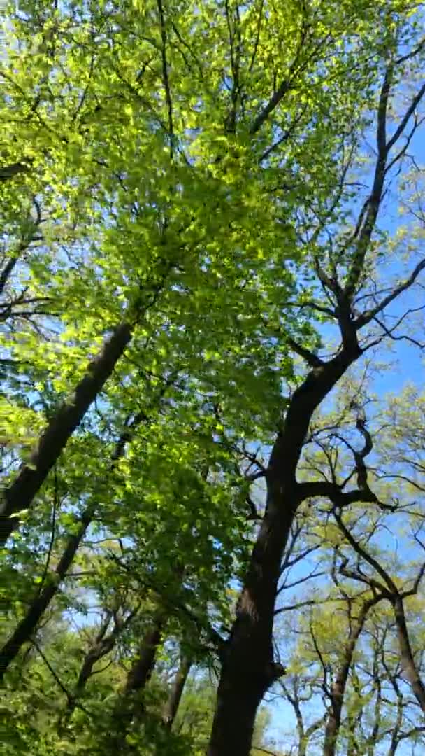 Vertikální video lesa na jaře za slunečného dne — Stock video