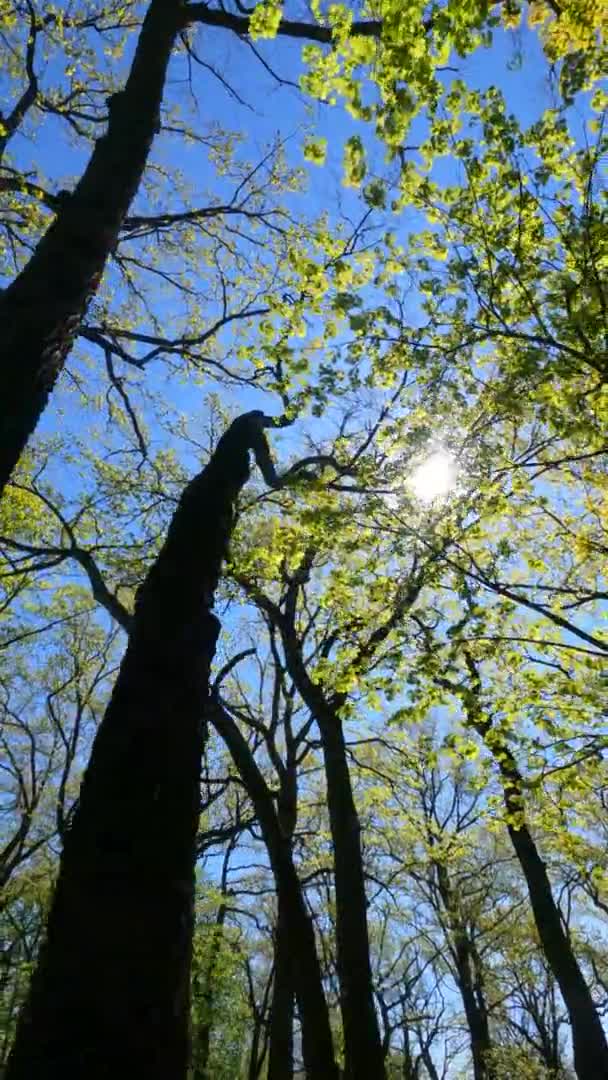 Vídeo vertical del bosque en primavera en un día soleado — Vídeos de Stock