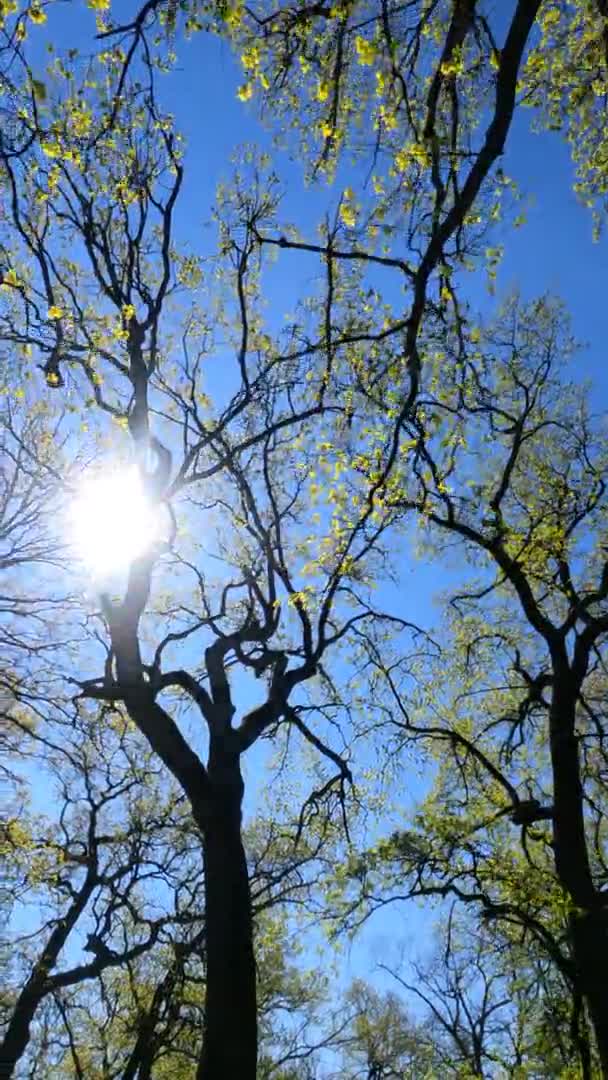 Vertikales Video des Waldes im Frühling an einem sonnigen Tag — Stockvideo