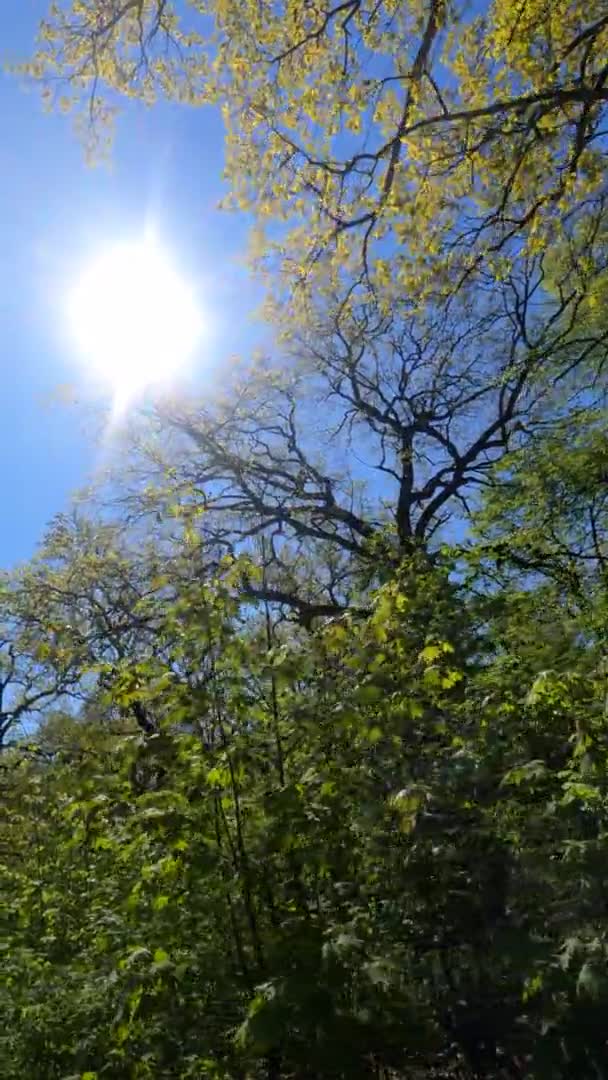 Vertikales Video des Waldes im Frühling an einem sonnigen Tag — Stockvideo