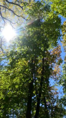 Güneşli bir günde baharda ormanın dikey videosu