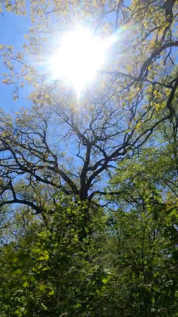 Vertikales Video des Waldes im Frühling an einem sonnigen Tag — Stockvideo