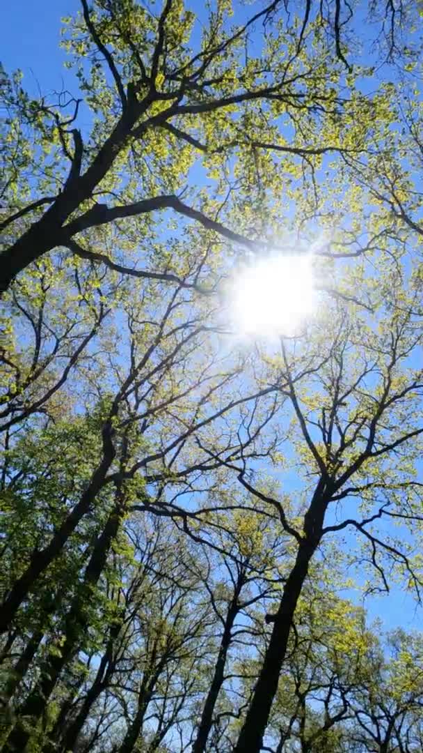 Vídeo vertical del bosque en primavera en un día soleado — Vídeos de Stock