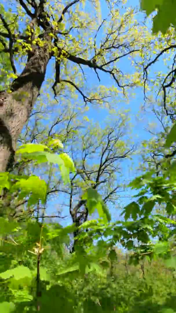 Κάθετη βίντεο του δάσους την άνοιξη σε μια ηλιόλουστη μέρα — Αρχείο Βίντεο