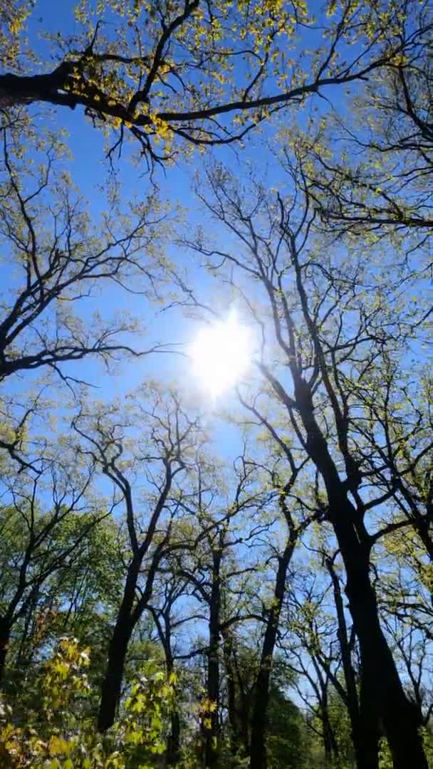 Vertical video of the forest in the spring on a sunny day — Stock Video