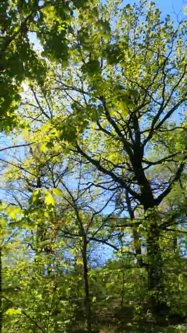 Vertical video of the forest in the spring on a sunny day — Stock Video