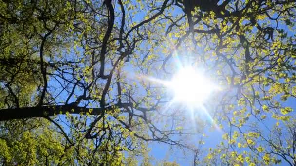 Vertikal video av skogen på våren på en solig dag — Stockvideo