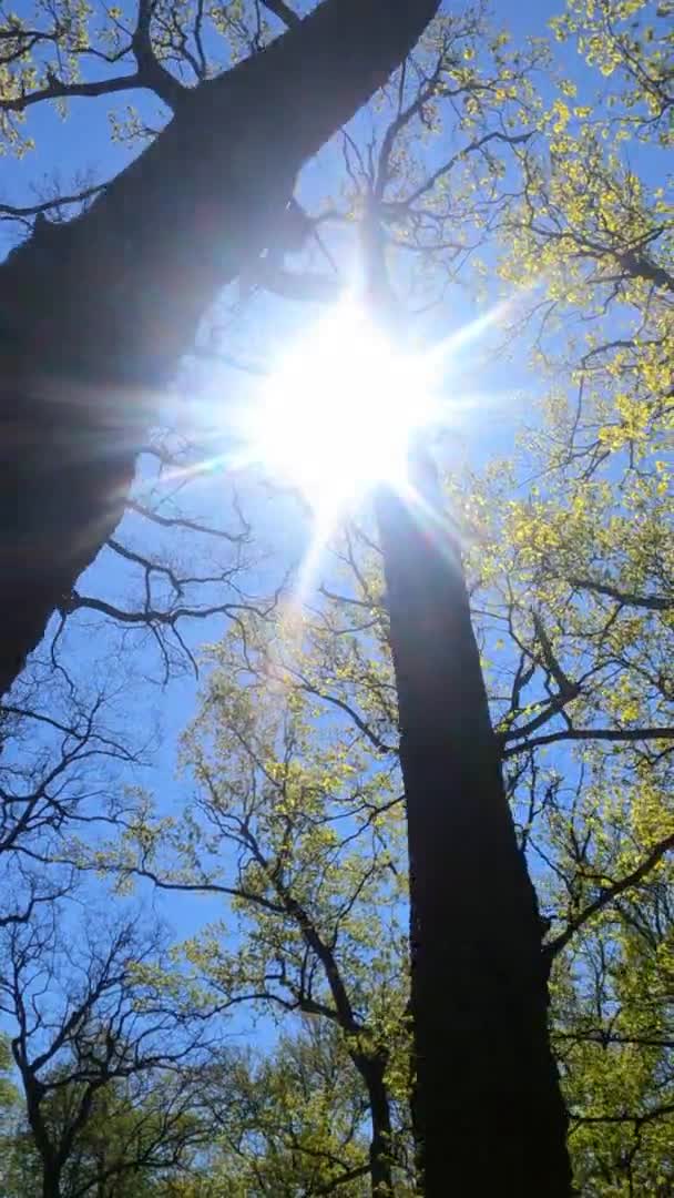 Vertikal video av skogen på våren på en solig dag — Stockvideo