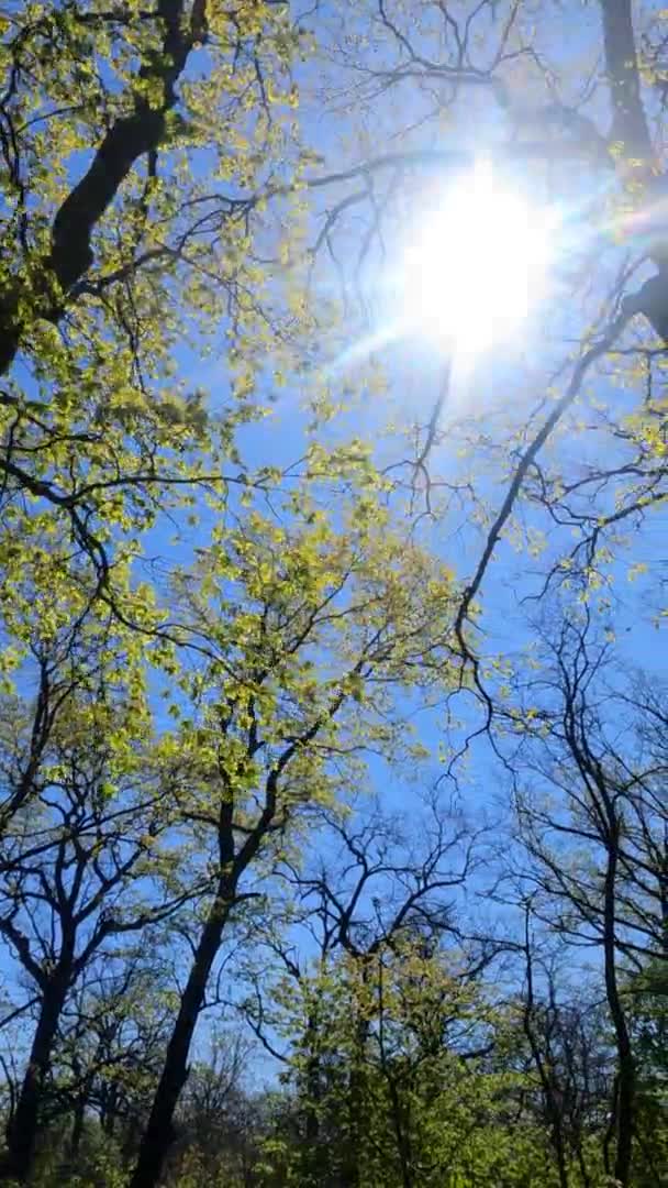 Verticale video van het bos in het voorjaar op een zonnige dag — Stockvideo