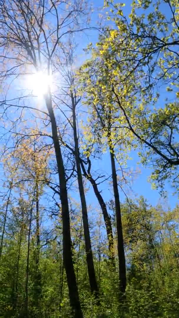 Vidéo verticale de la forêt au printemps par une journée ensoleillée — Video