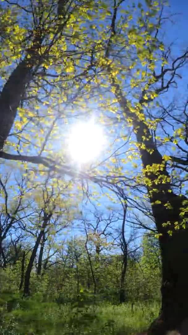 Vertikal video av skogen på våren på en solig dag — Stockvideo