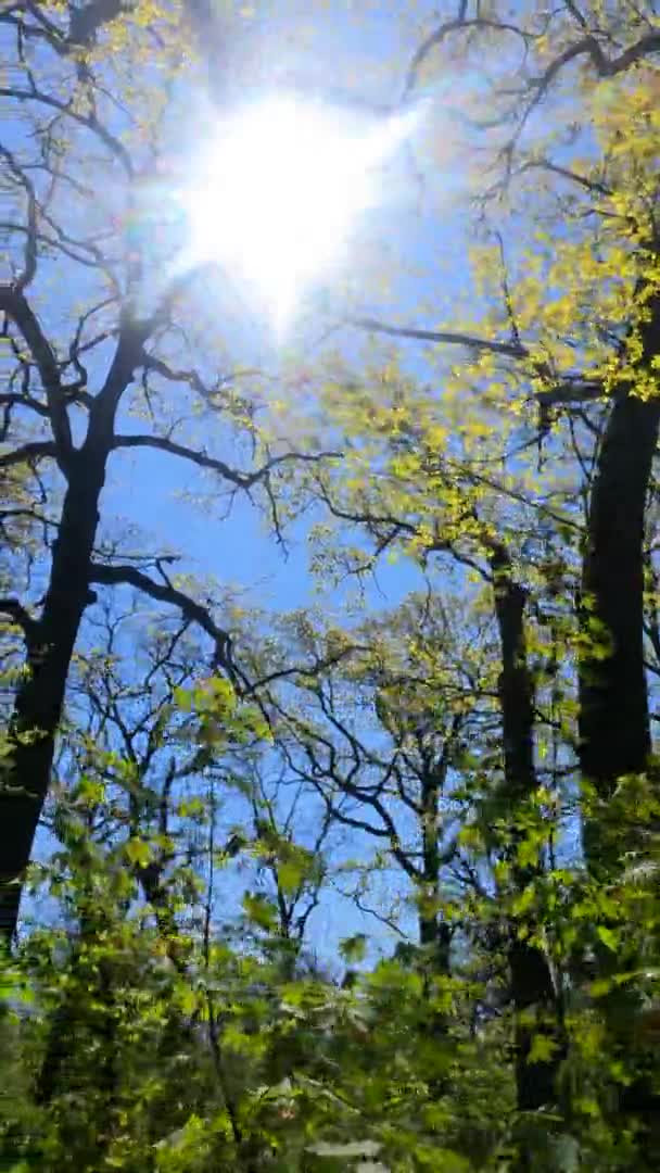 Vertikal video av skogen på våren på en solig dag — Stockvideo