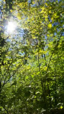 Güneşli bir günde baharda ormanın dikey videosu