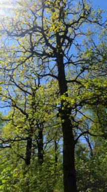 Güneşli bir günde baharda ormanın dikey videosu