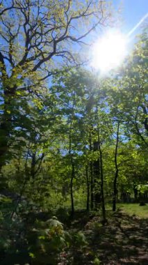 Güneşli bir günde baharda ormanın dikey videosu