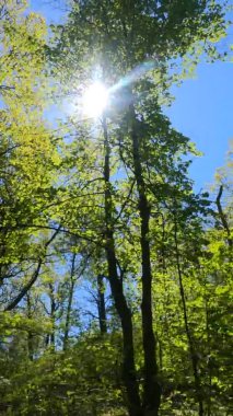 Güneşli bir günde baharda ormanın dikey videosu