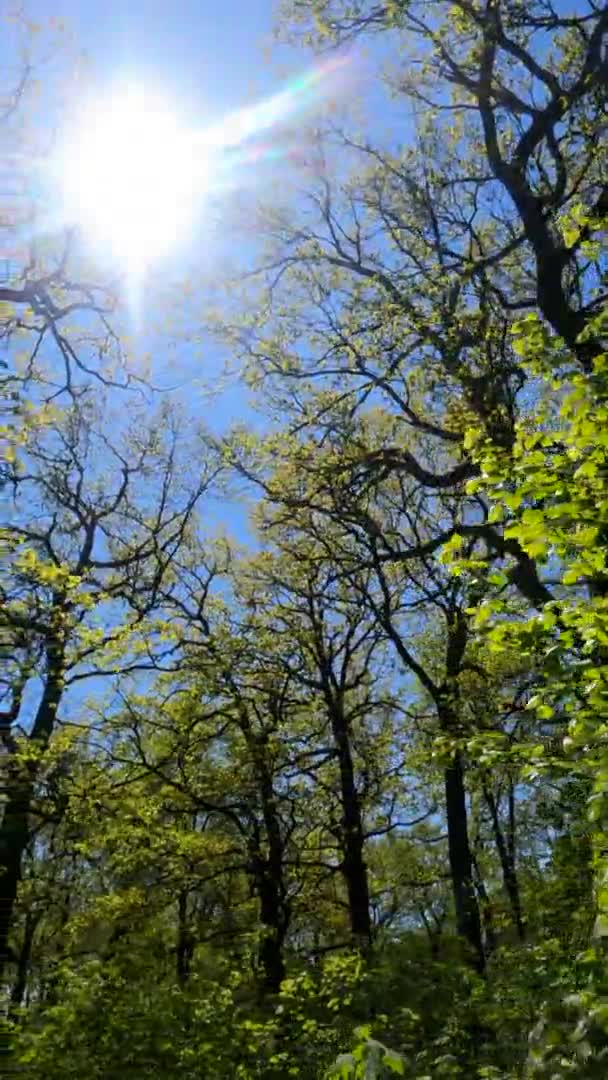 Vertikales Video des Waldes im Frühling an einem sonnigen Tag — Stockvideo