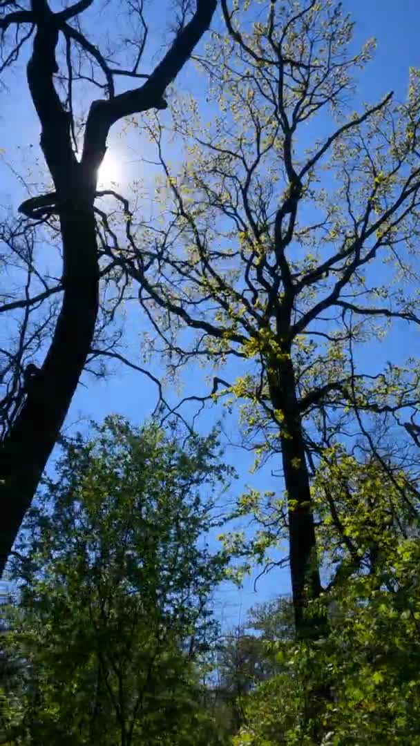 Vertical video of the forest in the spring on a sunny day — Stock Video