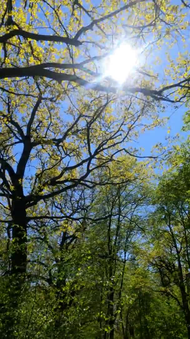 阳光明媚的春天森林的垂直录像 — 图库视频影像