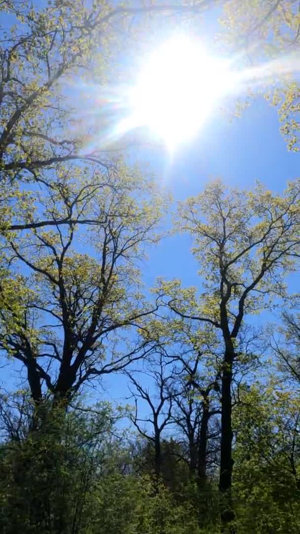 Pionowe wideo z lasu wiosną w słoneczny dzień — Wideo stockowe