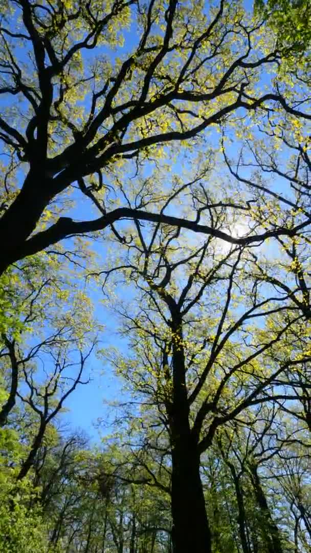 화창 한 봄날 숲의 수직 영상 — 비디오