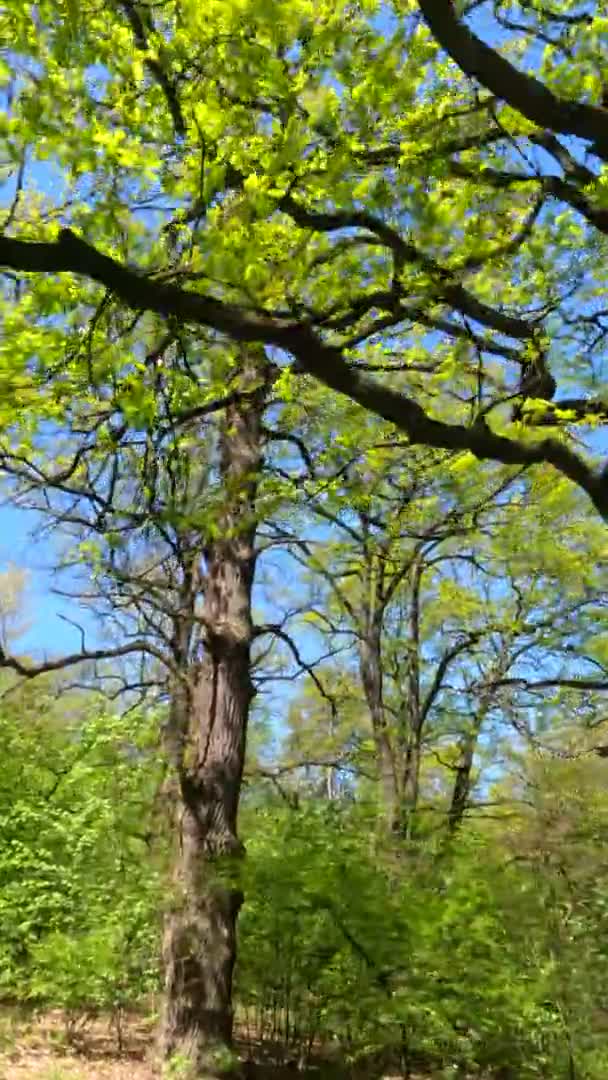 Vertikales Video des Waldes im Frühling an einem sonnigen Tag — Stockvideo