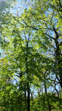 Güneşli bir günde baharda ormanın dikey videosu