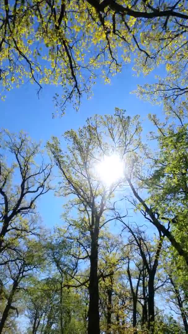晴れた日の春の森の垂直ビデオ — ストック動画