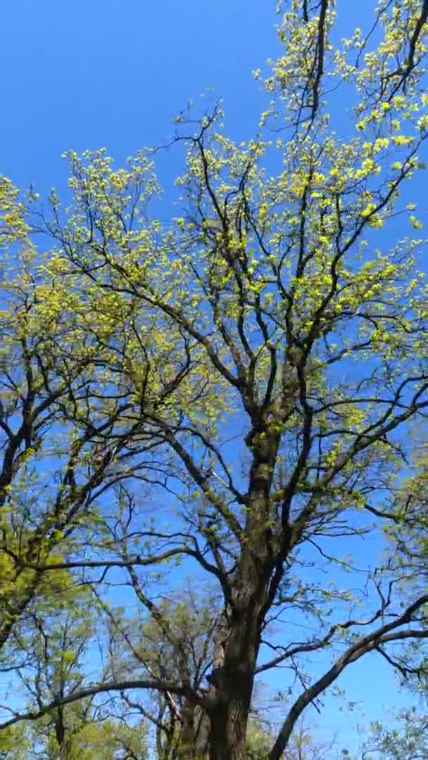 Vertical video of the forest in the spring on a sunny day — Stock Video