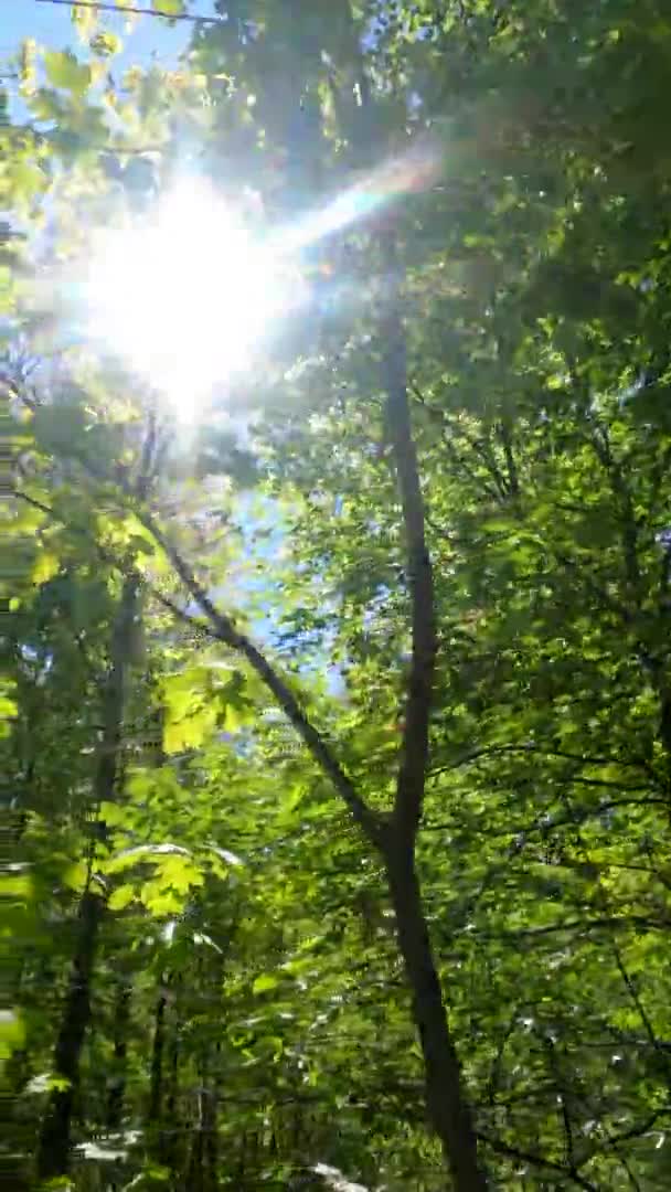 Vídeo vertical da floresta na primavera em um dia ensolarado — Vídeo de Stock