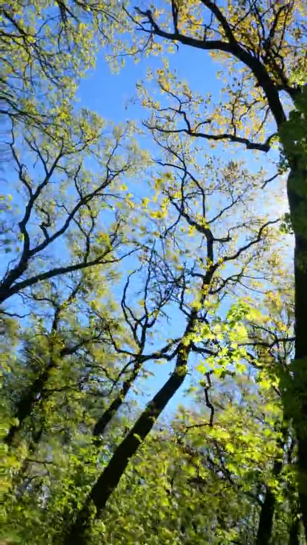 Vertikales Video des Waldes im Frühling an einem sonnigen Tag — Stockvideo