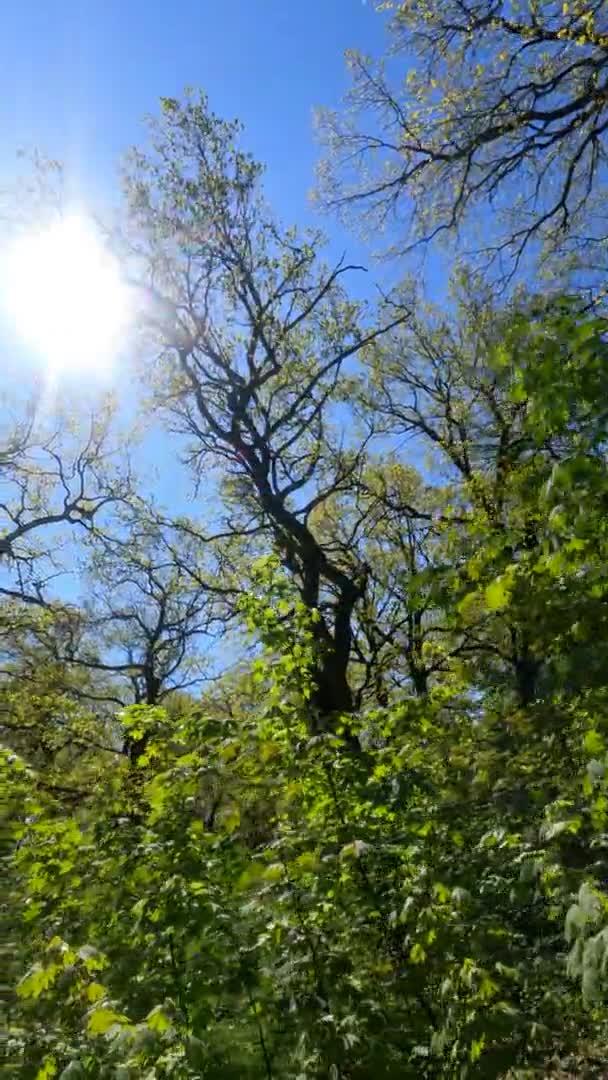 晴れた日の春の森の垂直ビデオ — ストック動画