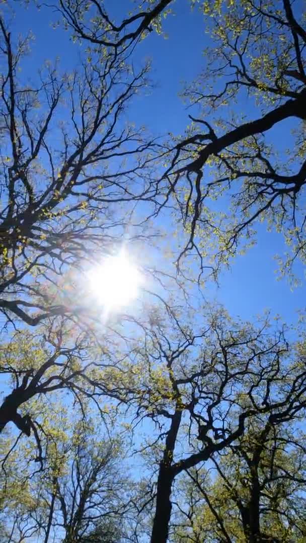 Vertikales Video des Waldes im Frühling an einem sonnigen Tag