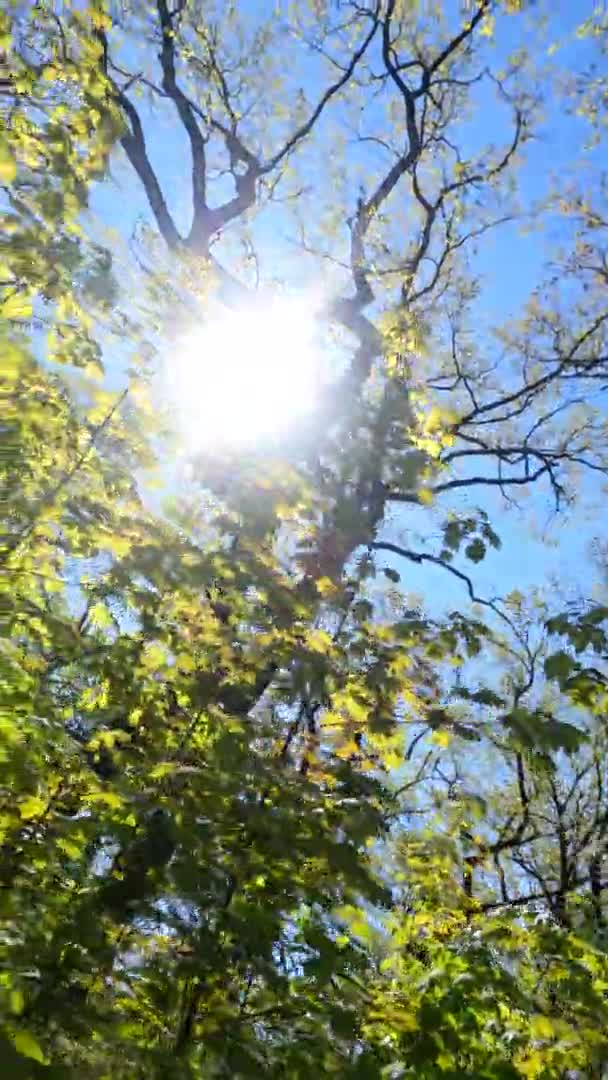 Függőleges videó az erdőről tavasszal egy napsütéses napon — Stock videók