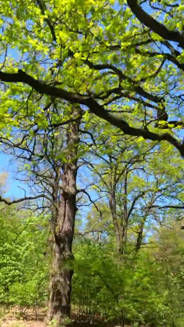 Verticale video van het bos in het voorjaar op een zonnige dag — Stockvideo