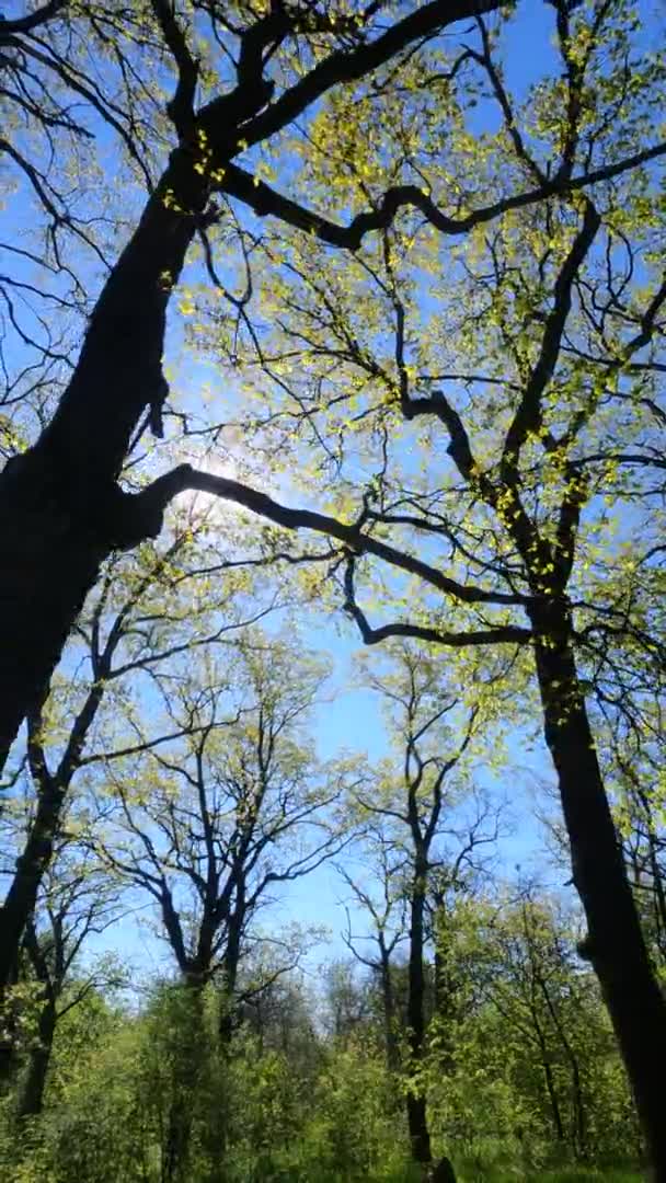 Vertikal video av skogen på våren på en solig dag — Stockvideo