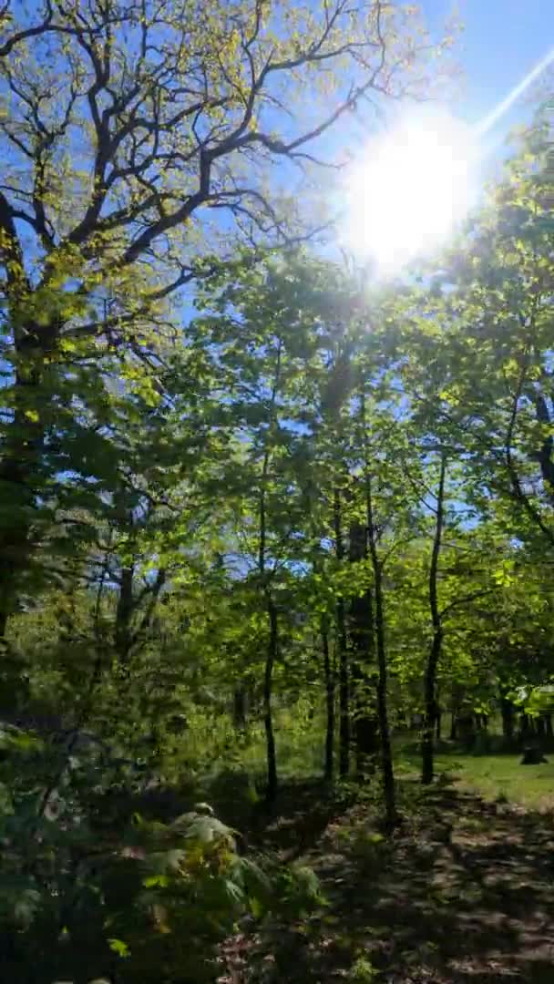 Vídeo vertical da floresta na primavera em um dia ensolarado — Vídeo de Stock