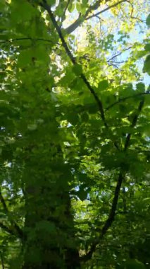 Güneşli bir günde baharda ormanın dikey videosu