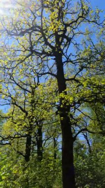 Güneşli bir günde baharda ormanın dikey videosu